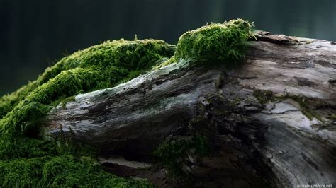 Green grass, wood, forest, moss, green HD wallpaper | Wallpaper Flare