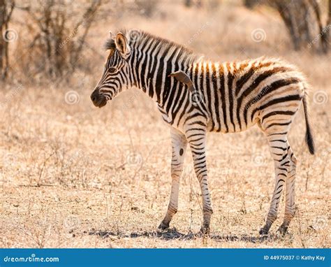 Baby zebra with oxpecker stock image. Image of south - 44975037