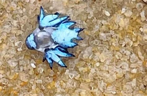 Bangkok Post - Venomous ‘blue dragon’ found on Phuket beach