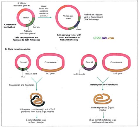 Techniques in Genetic Engineering - Methods and Mechanisms for Genetic Manipulation of Plants ...