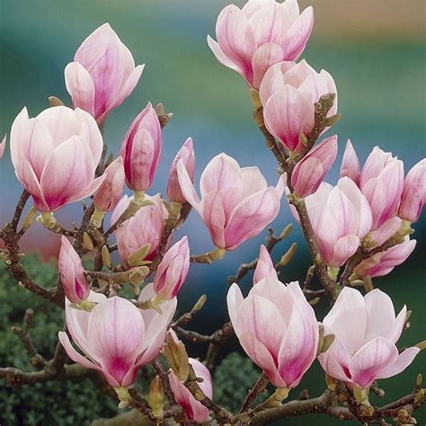 Magnolia Soulangeana - Saucer Magnolia | GardenersDream