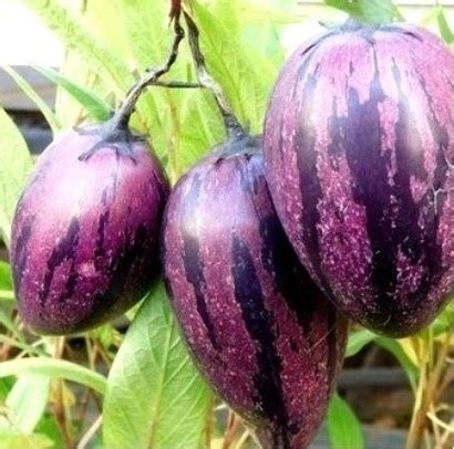 pepino fruit plant - Aroid Nursery