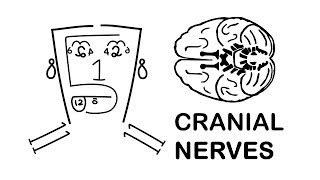 Easy Notes On Cranial Nerveslearn In Just 4 Minutes