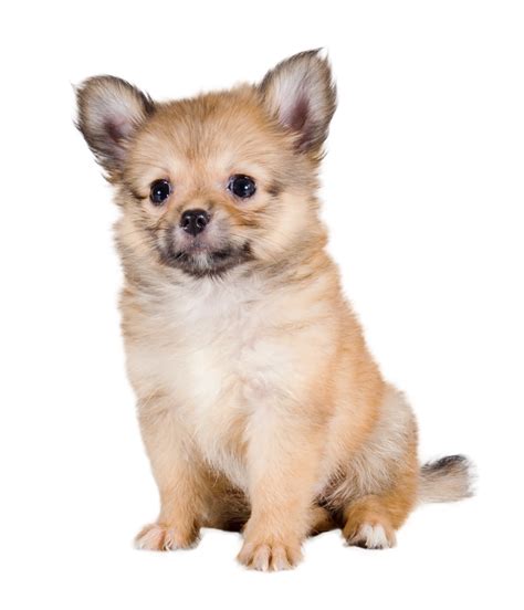 Pomchi: Character & Ownership - Dog Breed Pictures - dogbible