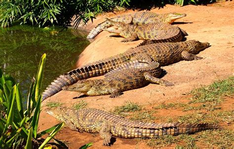 Nile crocodile | reptile | Britannica