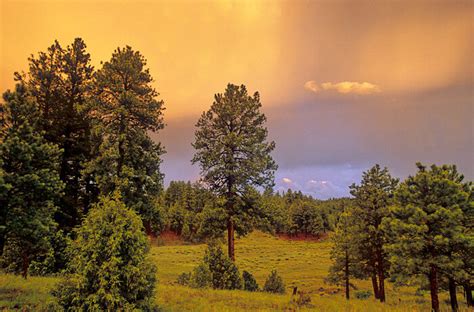 Yellow Pine Trees: Facts and Planting Guide