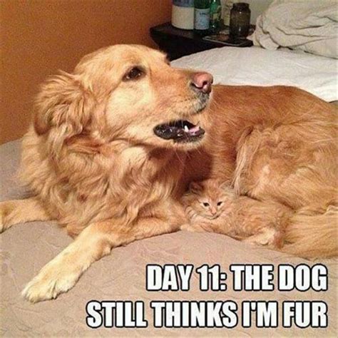 Best Funny Dog and Cat Quotes – VitalCute