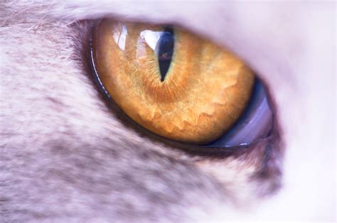 Close Up Of The Yellow Cat's Eye Free Stock Photo - Public Domain Pictures