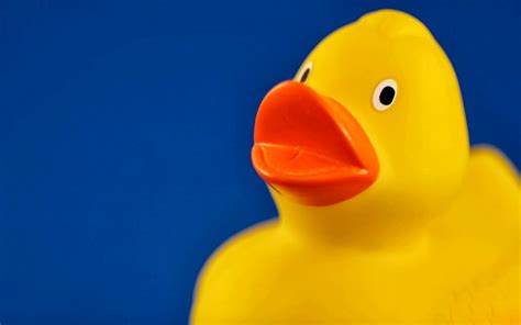 HD Wallpapers: Ducky