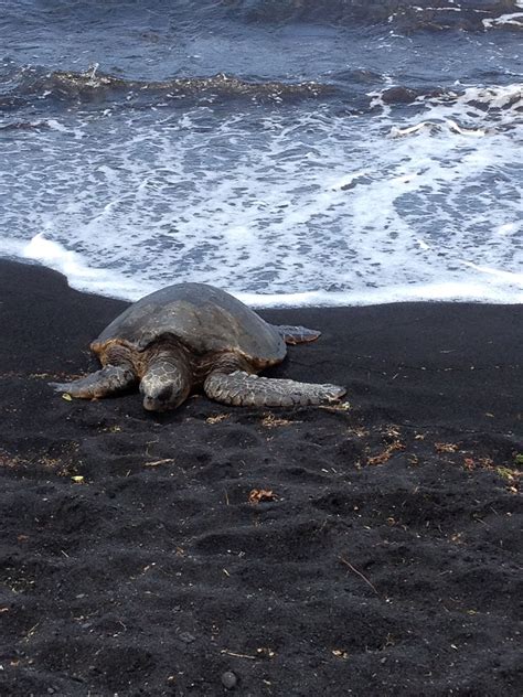 Black Sand Beach in Hawaii! There are these huge sea turtles all over ...