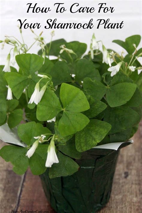 You will find some easy tips on how to care for shamrock plants so ...