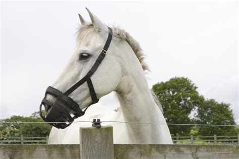 Giving Muzzled Horses a "Grazing Break" is a Bad Idea