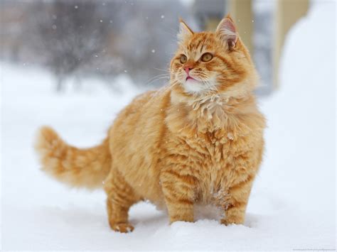 🔥 [82+] Cats in Winter Wallpapers | WallpaperSafari