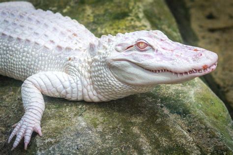 Albino Alligator. Albinism is a skin condition in which animals turn white or pinkish white due ...