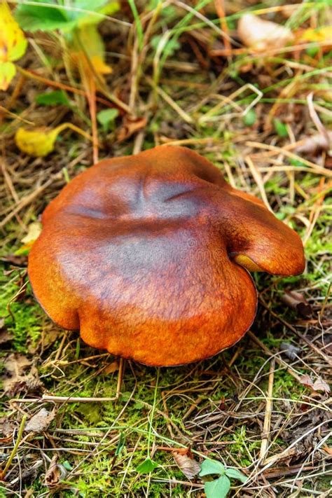 Mushroom suillus luteus stock photo. Image of freshness - 52551588