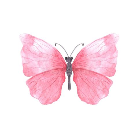 Pink Bright Watercolor Butterfly Stock Illustration - Illustration of light, moth: 167321163