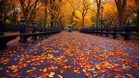 🔥 [42+] Autumn Leaves HD Wallpapers | WallpaperSafari