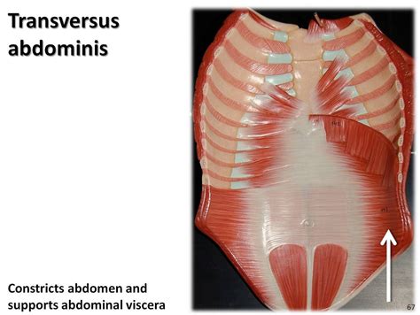 Transversus abdominis, anterior abdomen - Muscles of the Upper ...