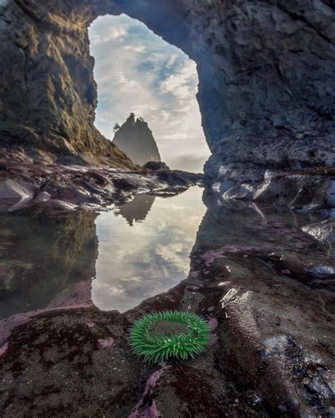 A tide pool reveals an anemone and a sea stack reflects through Hole-in-the-Wall. Rialto Beach ...