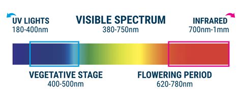 Cannabis Cultivation: The Light Spectrum and Ways to Raise THC Levels - Royal Queen Seeds - RQS Blog