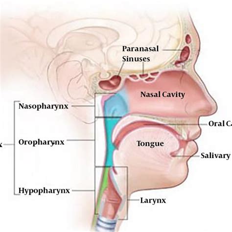 Anatomy of head and neck cancer | Download Scientific Diagram