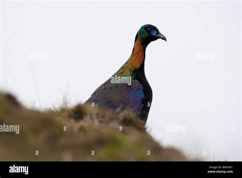 Chinese monal (Lophophorus lhuysii) south west China, May Stock Photo ...