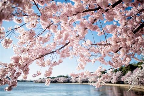 2025 Washington DC Cherry Blossom Peak Bloom Forecasts