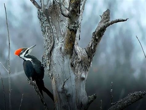 Wildlife Wednesday: Pileated woodpeckers