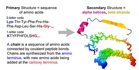 Protein primary, secondary, tertiary and quaternary structure - Proteopedia, life in 3D