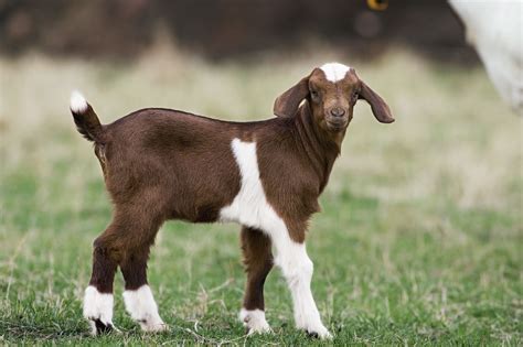 The Best Goat Breeds to Raise for Meat