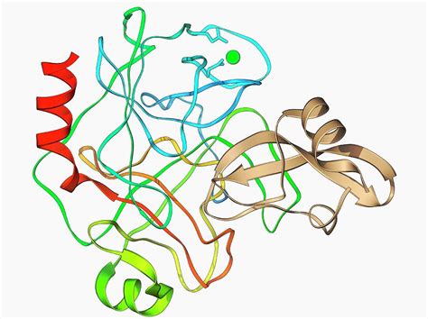 Trypsin Molecule With Inhibitor Photograph by Laguna Design/science Photo Library - Pixels