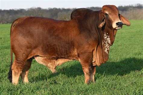 Red Brahman Cattle for Sale in Texas | Buy Bulls & Heifers