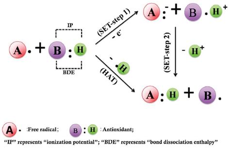 Phenolic antioxidant mechanism of action via HAT and SET (Liang and ...