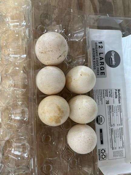 6 Fertile Blue Slate Turkey Eggs - Rogers Community Auction Inc.