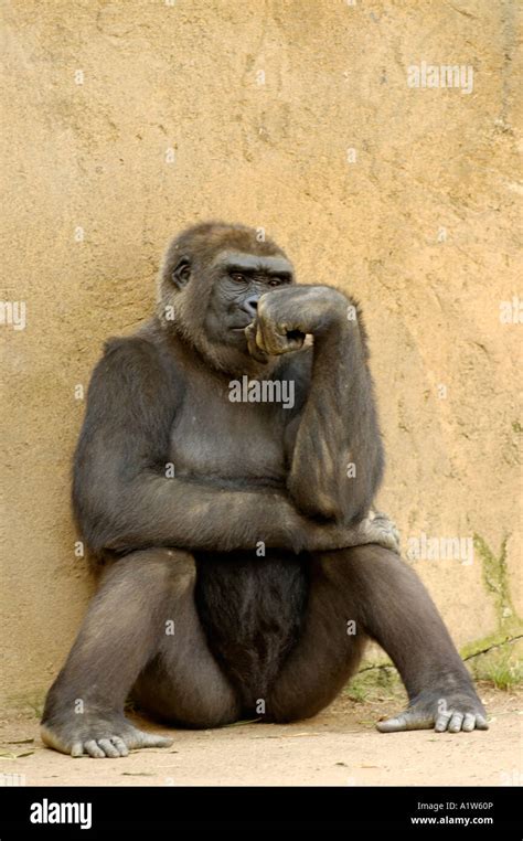 Gorilla appears to be thinking Stock Photo - Alamy