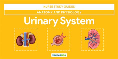 Urinary System Anatomy and Physiology: Study Guide for Nurses | Anatomy ...