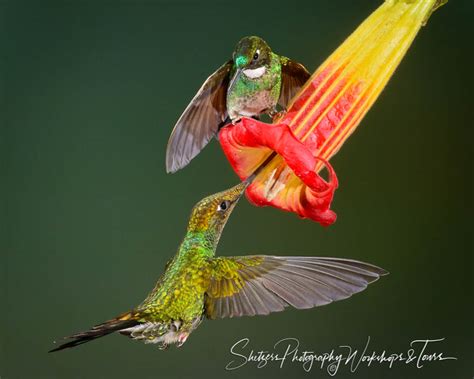 Sword-billed Hummingbird - Shetzers Photography