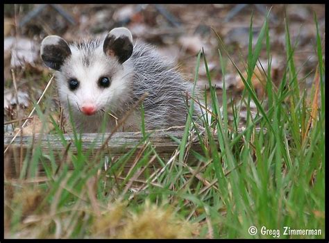 Baby Opossum | We’ve seen a few of these baby opossums runni… | Flickr