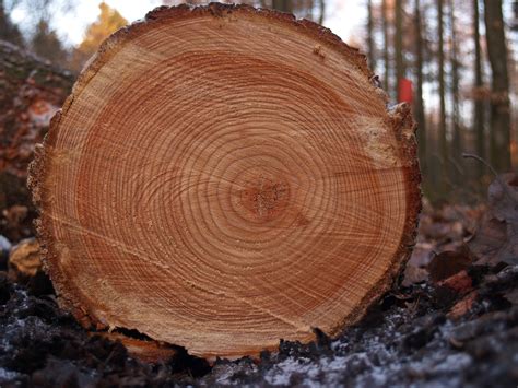 File:Tree rings.jpg - Wikimedia Commons