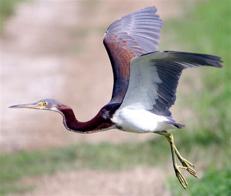 Tricolored Heron Photo Gallery – Be Your Own Birder