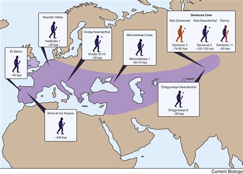 What can Neanderthal DNA teach us about current humans? - The Physiological Society