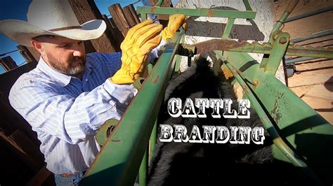 Cattle Branding process - YouTube