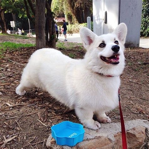 Pin oleh Susan Scovil di Corgis: The Best Dogs On Earth | Corgi ...