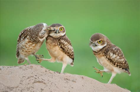 Pin by Lyn Hardy on Birds | Burrowing owl, Owl pictures, Owl