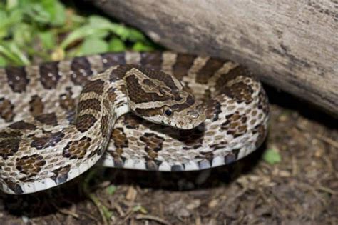 6 Datos Básicos de la Serpiente de la Rata, 5 Especies Comunes y 5 ...