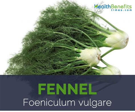 Fennel facts and health benefits