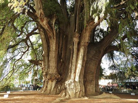 El Tule, conoce la leyenda de árbol más grande del país | Tree, Mexico, Plants