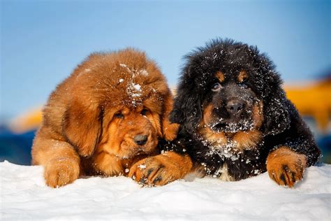 4 Facts About Tibetan Mastiffs | Greenfield Puppies