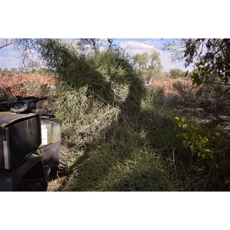 Some plants from the Gibson Desert Nature Reserve