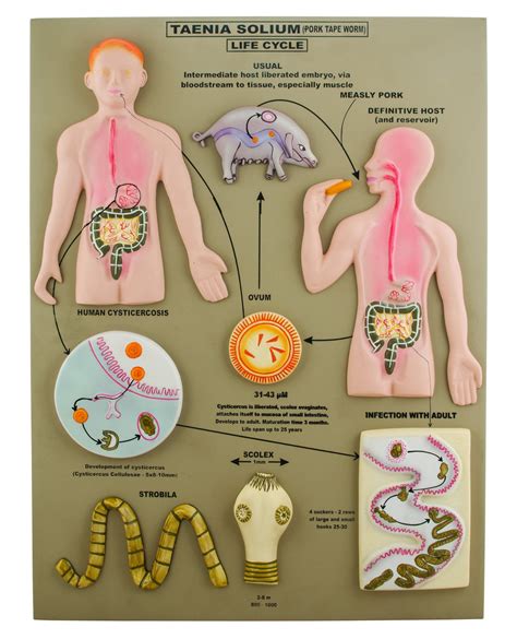 Pork Tapeworm (Taenia Solium) Life Cycle Model, 24 Inch | Life cycles ...